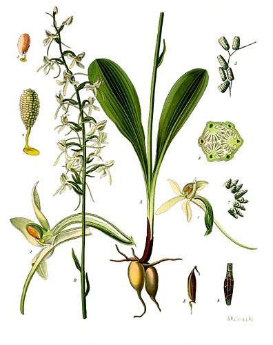 Platanthera bifolia